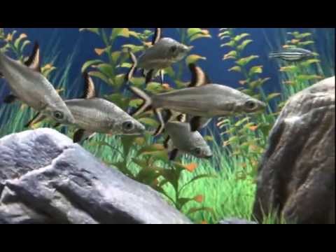 Dream Aquarium Fish Pack